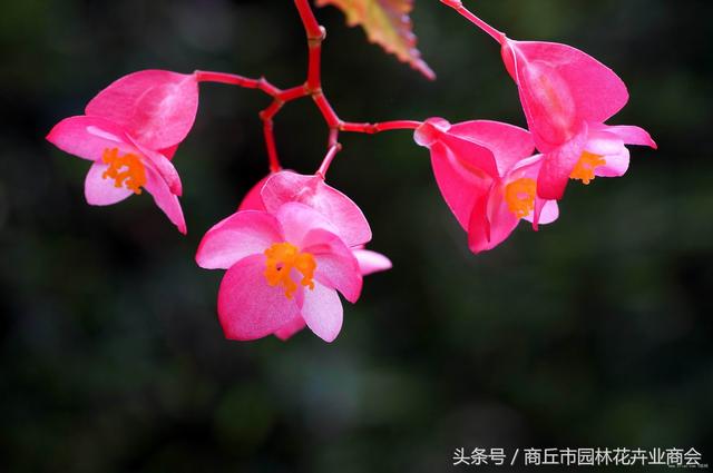 四季海棠茶花养殖方法和注意事项，首选茶花和四季海棠