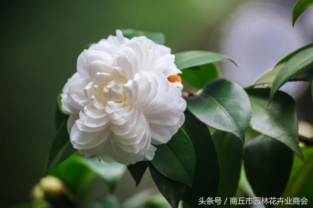 四季海棠茶花养殖方法和注意事项，首选茶花和四季海棠