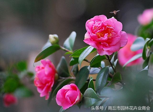 四季海棠茶花养殖方法和注意事项，首选茶花和四季海棠