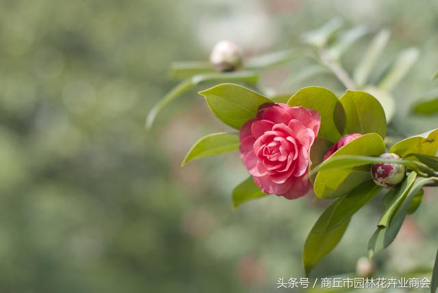 四季海棠茶花养殖方法和注意事项，首选茶花和四季海棠