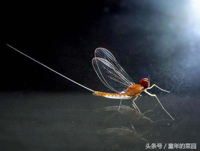 蜉蝣为什么只能活一天,蜉蝣为什么只能活一天(世界上生命最短的动物)