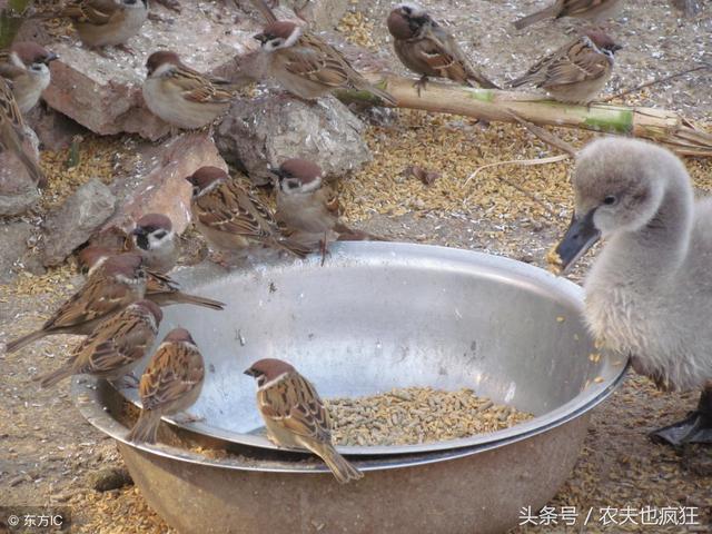 麻雀是国家二级保护动物吗，麻雀属于国家二级保护动物（为什么会成为国家保护动物）