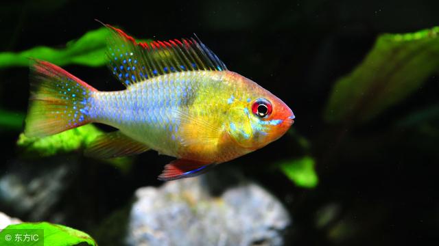 热带鱼的养殖方法和注意事项，斗鱼的养殖方法和注意事项（饲养小型热带观赏鱼有哪些注意事项）