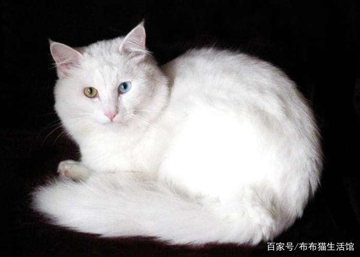 猫的品种介绍及图片，42种宠物猫的品种大全