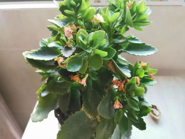 盆栽植物怎么养，家里养盆栽绿植掌握这几个秘诀