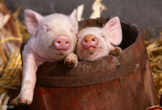 仔猪是什么 仔猪简介，仔猪是什么（猪的生物学特征及在生产中的应用）