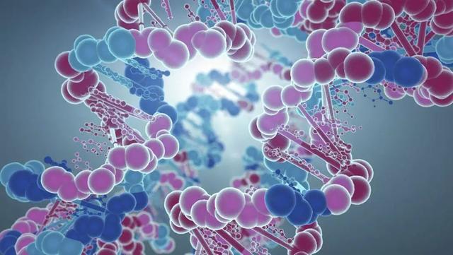 高尔基体的功能，高尔基体结构和功能（DNA里隐藏了生命所有的秘密）