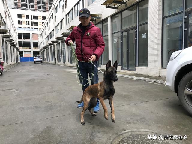 马犬怎么训练听话,马犬如何训练(铲屎官自己训练马犬、不花钱还管用) 马犬怎么训练听话,马犬如何训练(铲屎官自己训练马犬、不花钱还管用)