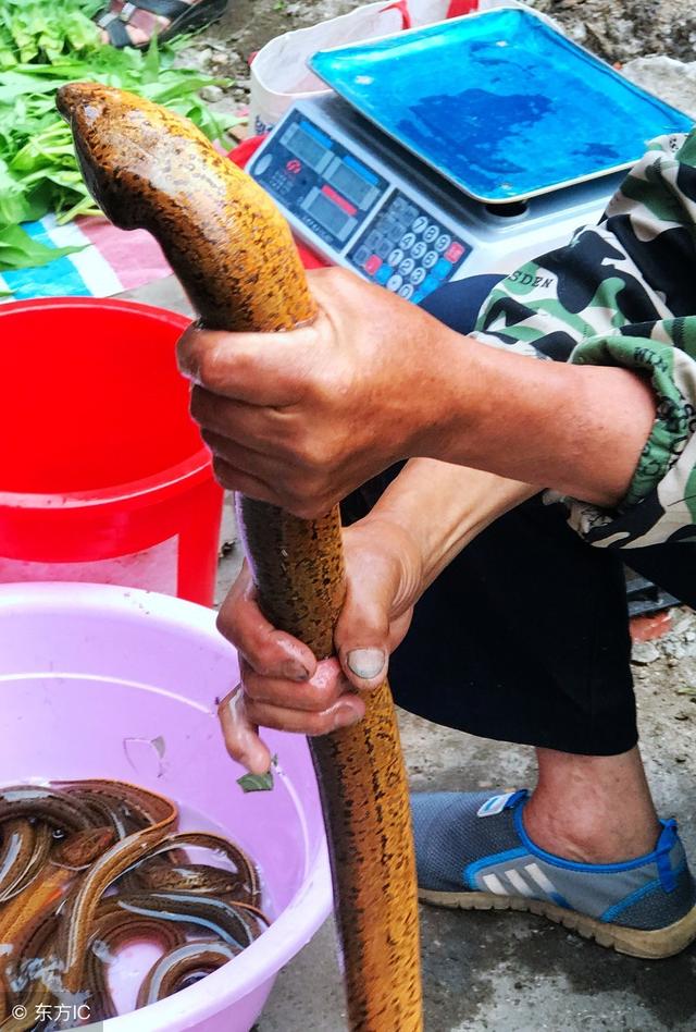 最大的黄鳝有多大，最大的黄鳝有多大（江西男子鄱阳湖抓到“黄鳝王”）