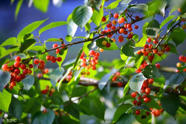 山里红歌词全文，山里红歌词（一首好听动人的歌曲—祁隆《山里红》）