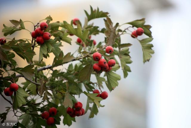 山里红歌词全文，山里红歌词（一首好听动人的歌曲—祁隆《山里红》）