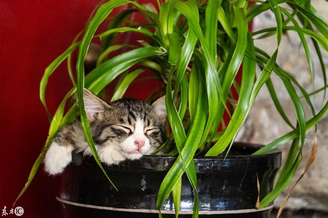 搞笑的猫咪图片,可爱搞怪的猫咪图片 我是一活宝!(家有一猫,似活宝) 搞笑的猫咪图片,可爱搞怪的猫咪图片 我是一活宝!(家有一猫,似活宝)