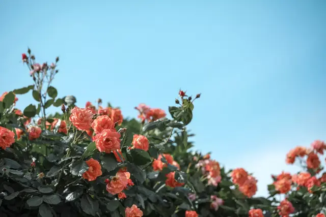 月季和玫瑰的区别（玫瑰和月季的区别）