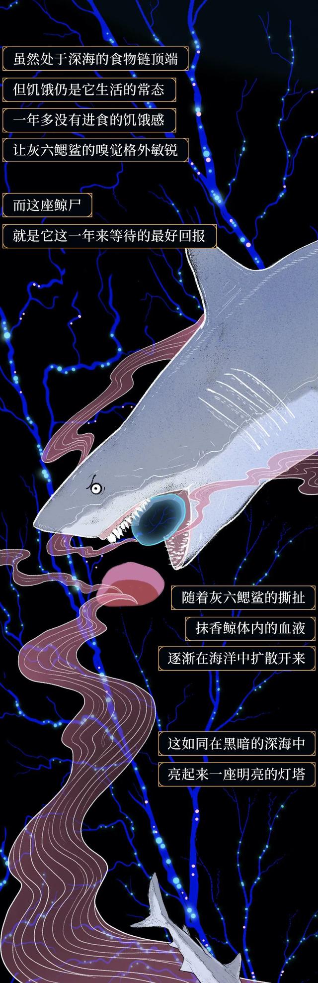 一鲸落万物生什么意思，万物生是什么意思（深入解析什么是“一鲸落）