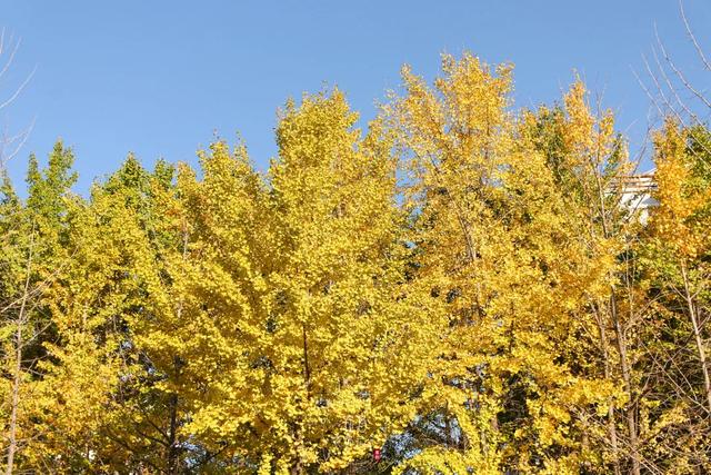 许昌旅游景点有哪些,许昌旅游景点有哪些地方(带你感受专属秋天的浪漫景色) 许昌旅游景点有哪些,许昌旅游景点有哪些地方(带你感受专属秋天的浪漫景色)