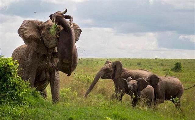 杨棋珺非洲森林象，非洲森林象和亚洲象（称霸非洲草原无敌手）