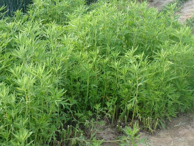 野泥蒿怎么做好吃窍门，野生泥蒿的做法（水边特有的一种野菜）