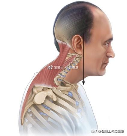 横膈膜呼吸法，对核心稳定性和颈肩痛有什么影响（横膈膜呼吸法有什么用）