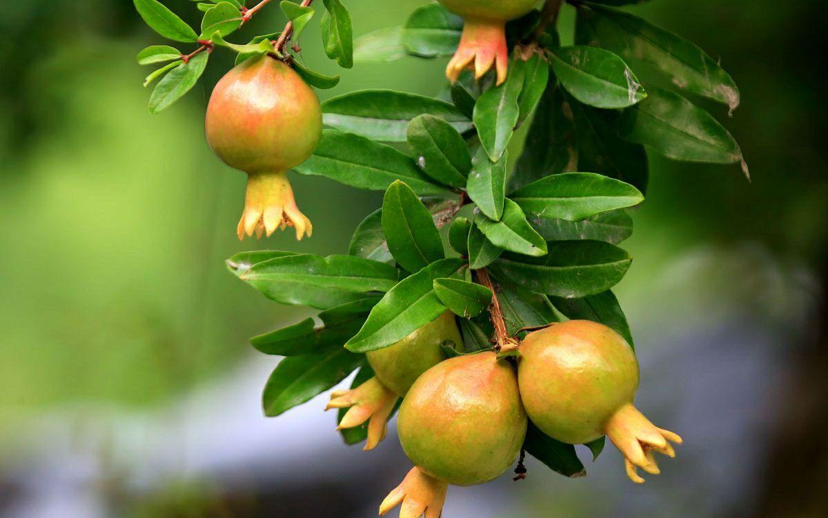 石榴树怎样剪枝，石榴树的剪枝方法（掌握4点方法，株型漂亮结果多）