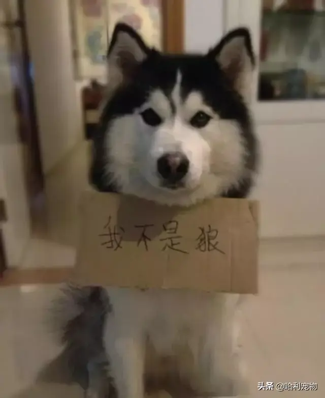 哈士奇和狼的区别有哪些，狼与哈士奇的区别（哈士奇与狼的区别）