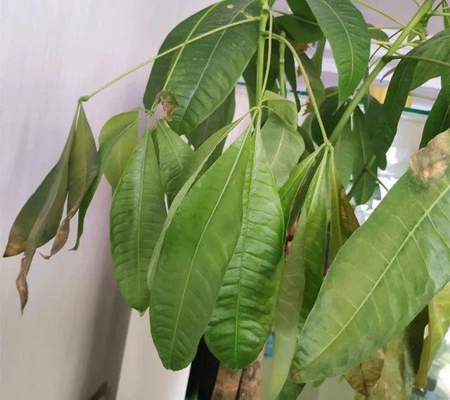 一帆风顺叶子下垂发软，一帆风顺叶子下垂发软发黄怎么办（这花天一冷就假死）