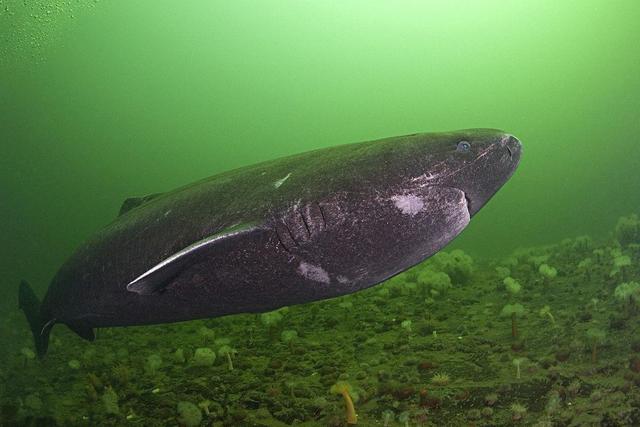 鲨鱼属于鱼类吗，乌贼是鱼类吗（世界上最大的五种鲨鱼）