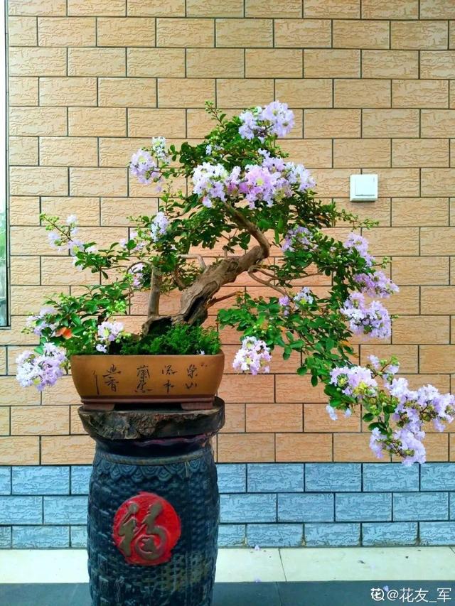 紫薇花什么季节开花，紫薇什么时候开花（温度高也不休眠）