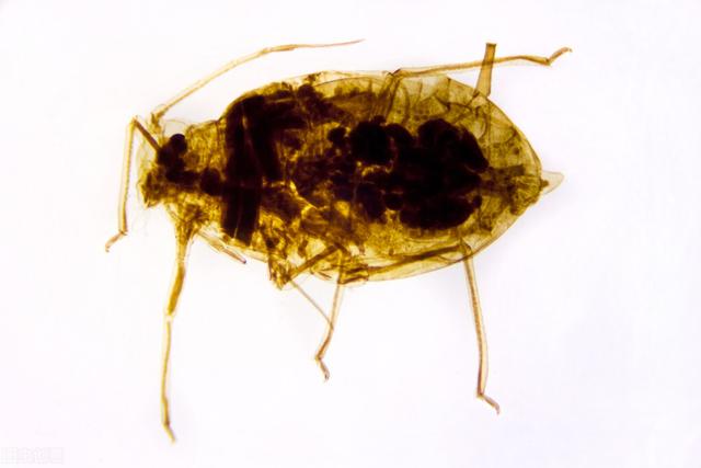 捉摸不透的意思，捉摸不透的男人有什么特点（第1265期：虱子也风流）