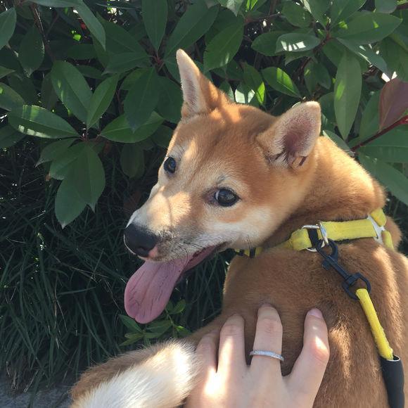 柴犬和秋田犬的区别，柴犬怎么训练大小便（还有人搞混这两种狗狗）