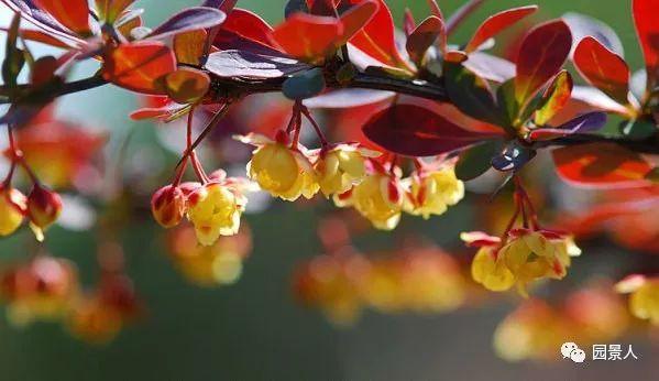 鸢尾花简笔画，鸢尾花简笔画教程（四月开花植物集锦）