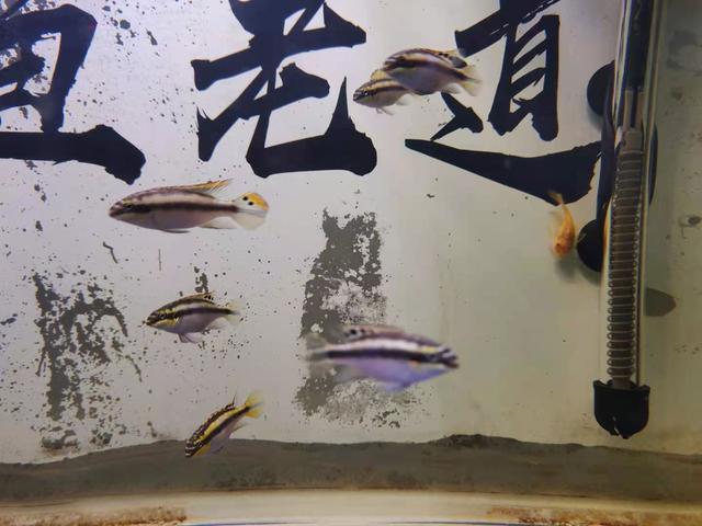 养鱼的小方法，简单养鱼方法（不必购买任何试剂、药物）