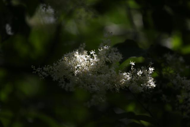 白丁香(白丁香图片,白色丁香花,几张习作,配参数(白丁香图片和功效) 白丁香(白丁香图片,白色丁香花,几张习作,配参数(白丁香图片和功效)