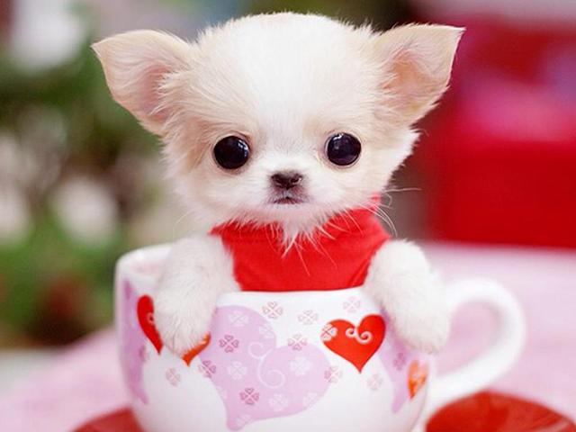 杯子狗（杯子狗寿命，爱狗狗则不应该养茶杯（杯子狗寿命多长）