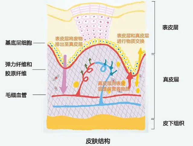 夏天皮肤出油怎么办，夏天皮肤出油怎么回事（皮肤变得油腻应该怎么护理）