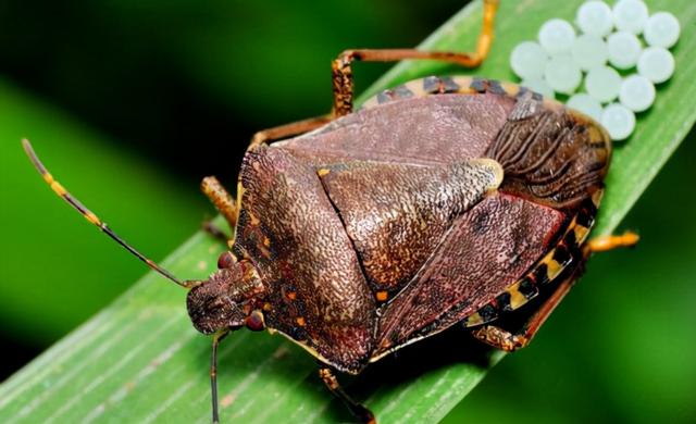 臭虫长得什么样子的，湖北十堰臭虫泛滥