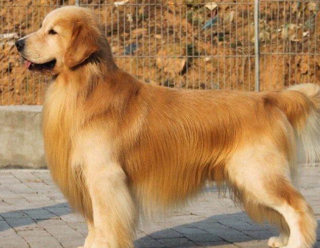 小金毛犬多少钱，金毛犬的价格多少钱一只（900元买下这只刚满两月的小金毛）