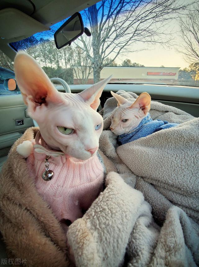 斯芬克斯猫，斯芬克斯无毛猫我见多了（斯芬克斯猫身上起红点怎么治）