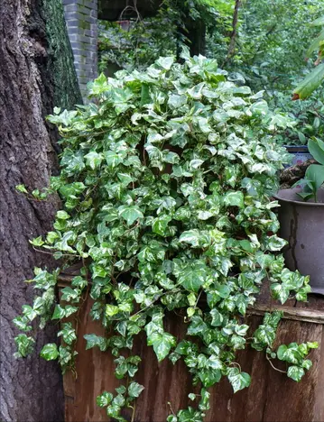 净化空气的室内植物，净化空气的室内植物无毒（8种“吸毒花”）