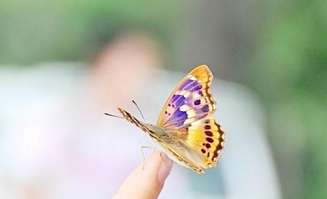 蝴蝶相关介绍，蝴蝶几条腿（世界上最美丽的八种蝴蝶）