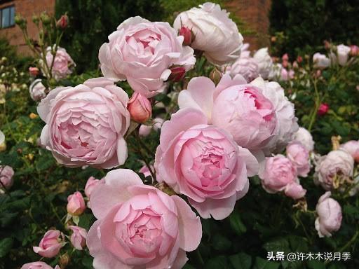 Thecastle.城堡网名，Thecastle.城堡（奥斯汀官方推荐月季品种）