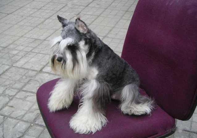 养什么宠物好养又干净，有哪些宠物好养又干净（狗界最爱干净的狗）