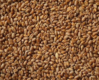 怎么查询鸽子的成绩，怎么查找鸽子的成绩（学习强豪养鸽秘诀）