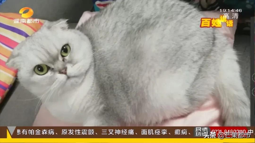 给猫洗澡多少钱 给猫洗澡能杀死跳蚤吗