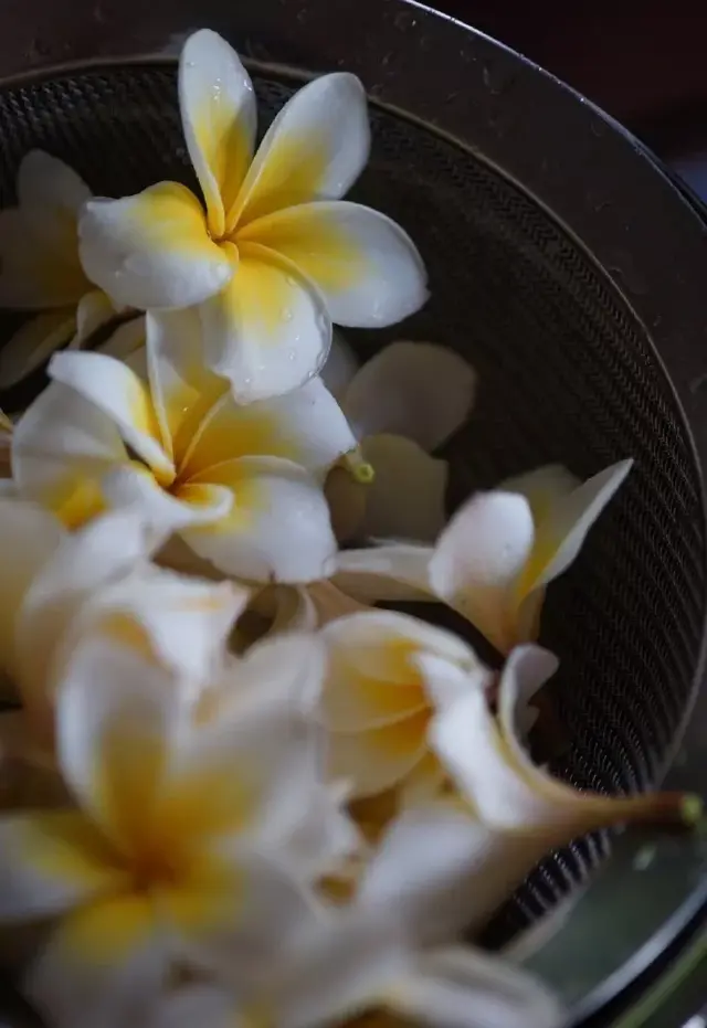 茉莉花的功效，茉莉花的功效与作用泡水喝的功效（因为它气机清灵啊）