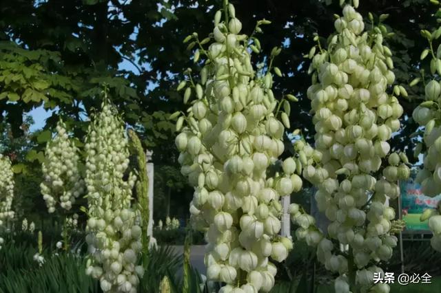 地被植物，常绿植物、地被及其他篇（地被植物名词解释）