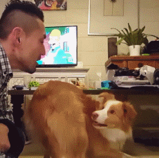 牧羊犬怎么训练，牧羊犬怎么训练听话（边境牧羊犬要怎么训练）