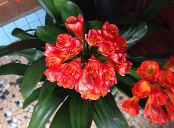 观音莲的花语，观音菩萨与莲花的寓意（守护你的小幸福）