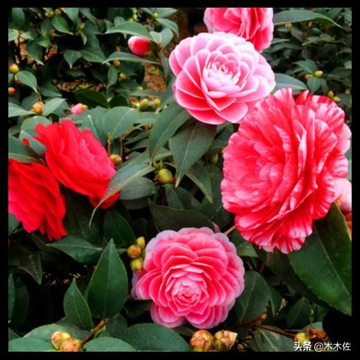 山茶花的花语和寓意，山茶花的寓意（茶花中的珍品——赤丹）