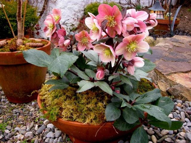 韭莲怎么养，韭菜莲有毒吗 韭菜莲怎么养（被“名字”耽误一生的花）