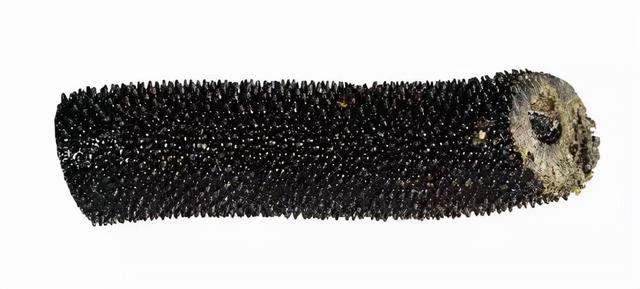 金丝柳，“金珊瑚”和“金丝柳”的替代品（金丝柳图片）